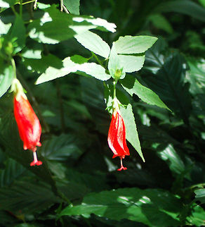 Turk's Cap Hibiscus The bright red flowers are showy and about 1 inch or more long. Its flowers do not open fully or flare back like the Hibiscus, hence the alternative moniker, 'Sleeping Hibiscus'. Geotagged,Malvaviscus arboreus,Saint Lucia,hibiscus,sleeping hibiscus,turk's cap,turk's turban