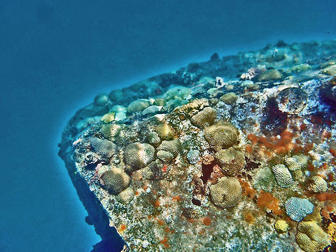 Common Brain Coral Coral reef forming on a sunken boat. Barbados,Diploria strigosa,Geotagged,brain coral