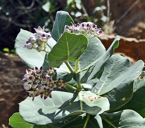 Calotrope  Calotrope,Calotropis procera,Fall,Geotagged,Puero Rico,Puerto Rico