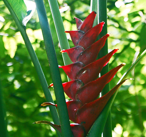 Red Heliconia  Geotagged,Heliconia bihai,Red palulu,Saint Lucia,heliconia caribaea
