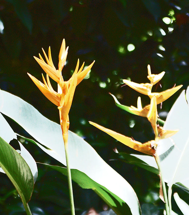 Golden Heliconia Also called Parrot&#039;s Beak and Parrot&#039;s Flower Geotagged,Heliconia psittacorum,Parakeet Flower,Parrots Beak,Parrots Flower,Parrots Plantain,Saint Lucia