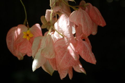Mussaenda philippica They are native to the African and Asian tropics and subtropics. Diamond Botanical Garden,Geotagged,Mussaenda philippica,Saint Lucia,star-shaped flower