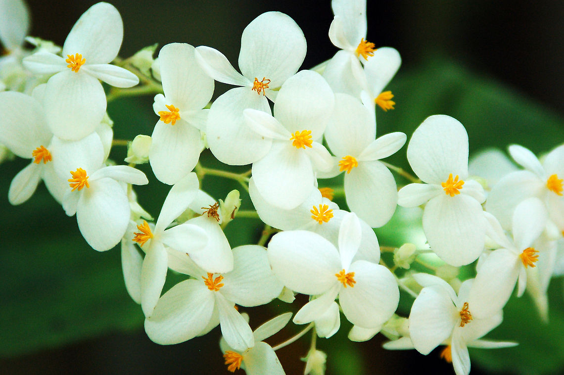 White Angel Begonia This is a hybrid variety of the Begonia aconitifolia and Begonia coccinea.<br />
<br />
The plant forms an informal mound of glossy green leaves, covered with arching clusters of pure white, fragrant blossoms throughout the year  Geotagged,Saint Lucia,white angel begonia
