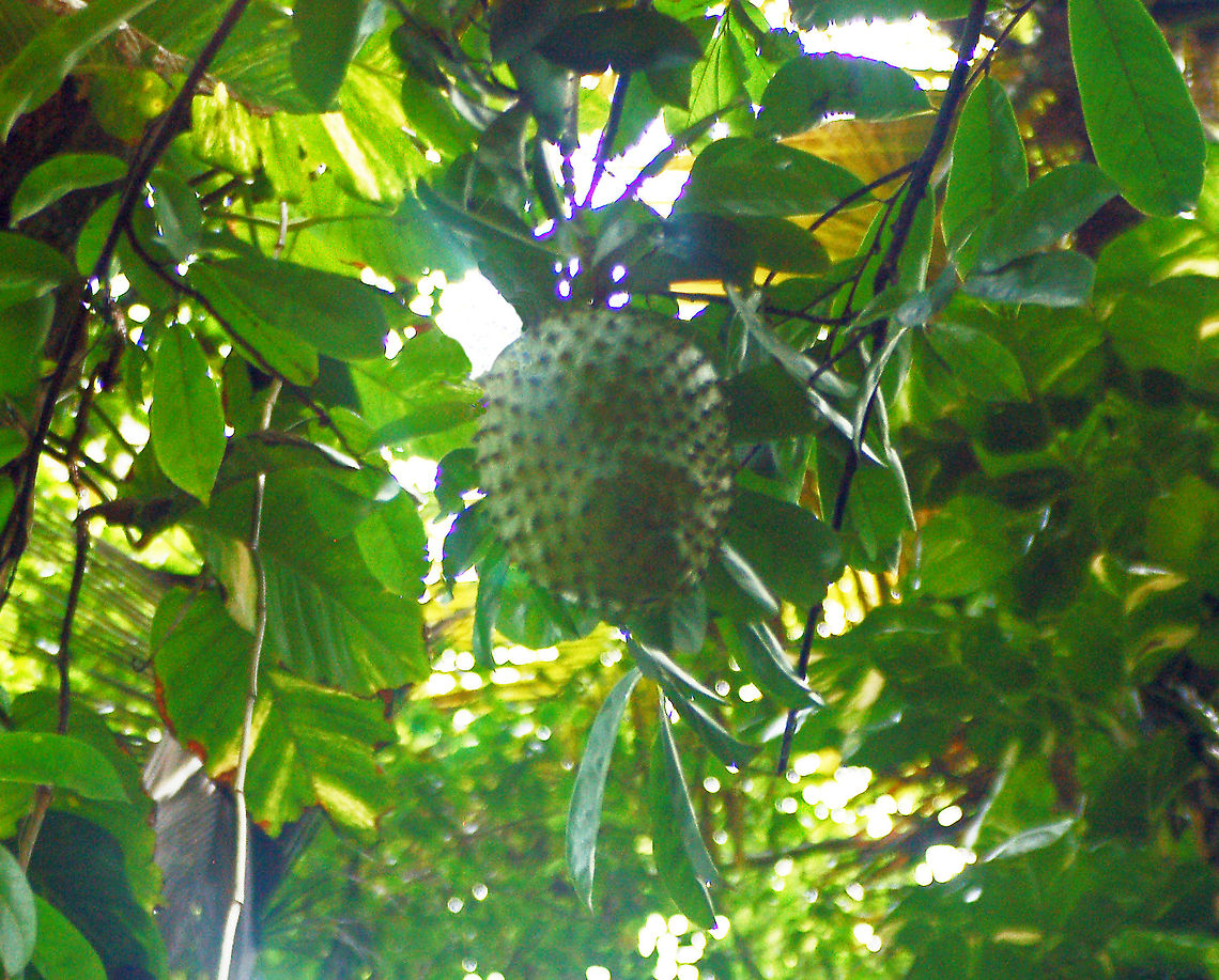 Sour Sop Sour Sop has a white flesh on the inside with a greenish prickly skin on the outside. There are also large black seeds located within the fruit which are easy to eat around. The taste is very sweet and the texture is soft. This fruit is commonly used to make juice in St. Lucia . Annona muricata,Geotagged,Saint Lucia,sour sop