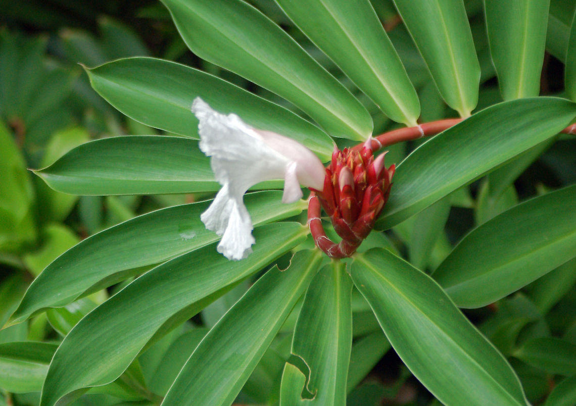 Spiral ginger  Cheilocostus  speciosus,Crêpe Ginger,Diamond Botanical Garden,Geotagged,Saint Lucia