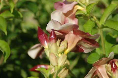 Allamanda bud  Allamanda blanchetii,Geotagged,Saint Lucia