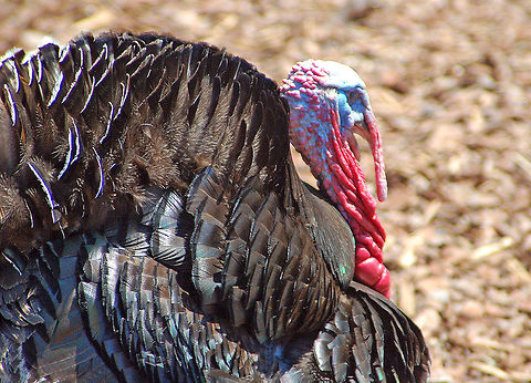 Miniature turkey The domesticated turkey is the same species as the wild turkey. This one is domesticated but a little different in that he is resident on a farm that has only miniature animals. Fun place to visit!!!

It is the season for eating these birds but this one will survive the feast...hehee Domesticated turkey,Geotagged,Meleagris gallopavo,United States