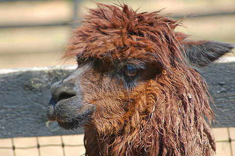 Miniature Llama This llama is a miniature version of the llama species. Geotagged,Lama glama,Llama,United States