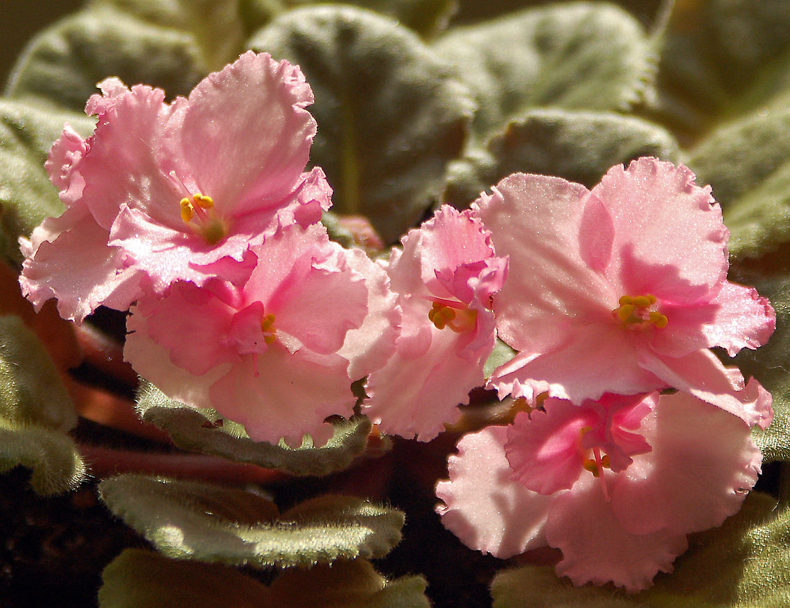 African Violet pink - Saintpaulia African Violets were originally discovered in 1892 in two separate locations of northeast Tanga in Eastern Africa by Baron Walter von Saint Paul, then governor of German East Africa. Saint Paul sent either plants or seed to his father in Germany where they quickly became popular in European Horticultural circles. Herman Wendlan, a prominent botanist at the Royal Botanical Gardens in Herrenhausen Germany, gave the genus name Saintpaulia in honor of its discoverer, and the two species, S. ionantha and S. confusa, became parents to most of the cultivators available today.<br />
<br />
Modern African violets come in a rainbow of colors. They are available in a wide range of foliage types and sizes as well as a variety of blossom choices. African Violet,Geotagged,Saintpaulia,United States