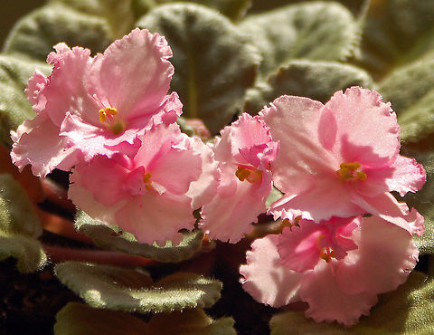African Violet pink - Saintpaulia African Violets were originally discovered in 1892 in two separate locations of northeast Tanga in Eastern Africa by Baron Walter von Saint Paul, then governor of German East Africa. Saint Paul sent either plants or seed to his father in Germany where they quickly became popular in European Horticultural circles. Herman Wendlan, a prominent botanist at the Royal Botanical Gardens in Herrenhausen Germany, gave the genus name Saintpaulia in honor of its discoverer, and the two species, S. ionantha and S. confusa, became parents to most of the cultivators available today.

Modern African violets come in a rainbow of colors. They are available in a wide range of foliage types and sizes as well as a variety of blossom choices. African Violet,Geotagged,Saintpaulia,United States