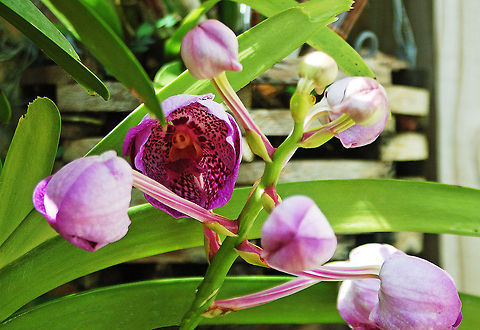 Vanda in my Orchid Garden  Florida,Geotagged,Orchid,United States,Vanda