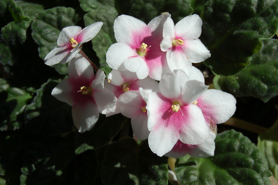 African violet - Saintpaulia African Violets were originally discovered in 1892 in two separate locations of northeast Tanga in Eastern Africa by Baron Walter von Saint Paul, then governor of German East Africa. Saint Paul sent either plants or seed to his father in Germany where they quickly became popular in European Horticultural circles. Herman Wendlan, a prominent botanist at the Royal Botanical Gardens in Herrenhausen Germany, gave the genus name Saintpaulia in honor of its discoverer, and the two species, S. ionantha and S. confusa, became parents to most of the cultivators available today.<br />
<br />
Modern African violets come in a rainbow of colors. They are available in a wide range of foliage types and sizes as well as a variety of blossom choices. African Violet,Geotagged,Saintpaulia,United States