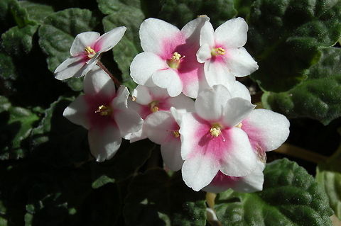 African violet - Saintpaulia African Violets were originally discovered in 1892 in two separate locations of northeast Tanga in Eastern Africa by Baron Walter von Saint Paul, then governor of German East Africa. Saint Paul sent either plants or seed to his father in Germany where they quickly became popular in European Horticultural circles. Herman Wendlan, a prominent botanist at the Royal Botanical Gardens in Herrenhausen Germany, gave the genus name Saintpaulia in honor of its discoverer, and the two species, S. ionantha and S. confusa, became parents to most of the cultivators available today.

Modern African violets come in a rainbow of colors. They are available in a wide range of foliage types and sizes as well as a variety of blossom choices. African Violet,Geotagged,Saintpaulia,United States