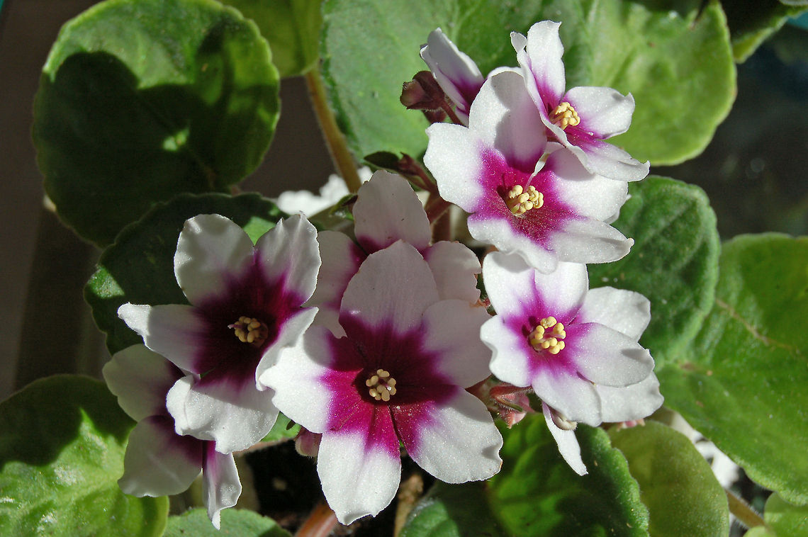 African Violet - Saintpaulia African Violets were originally discovered in 1892 in two separate locations of northeast Tanga in Eastern Africa by Baron Walter von Saint Paul, then governor of German East Africa. Saint Paul sent either plants or seed to his father in Germany where they quickly became popular in European Horticultural circles. Herman Wendlan, a prominent botanist at the Royal Botanical Gardens in Herrenhausen Germany, gave the genus name Saintpaulia in honor of its discoverer, and the two species, S. ionantha and S. confusa, became parents to most of the cultivators available today.<br />
<br />
Modern African violets come in a rainbow of colors. They are available in a wide range of foliage types and sizes as well as a variety of blossom choices. African Violet,Geotagged,Saintpaulia,United States