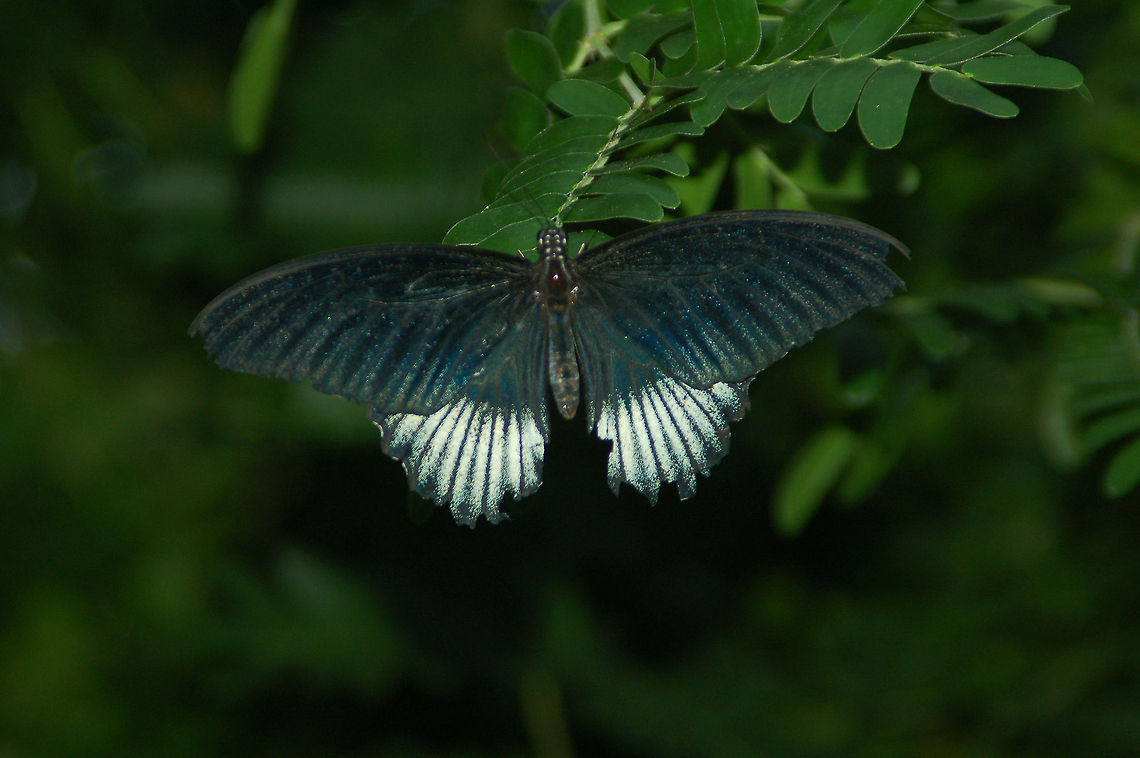 Great Mormon The butterfly is large with 120 to 150 mm span. It has four male and many female forms, the females being highly polymorphic and many of them being mimics of unpalatable butterflies. This species has been studied extensively for understanding the genetic basis for polymorphy and Batesian mimicry. As many as twenty-six female forms have been reported. Geotagged,Great Mormon,Papilio memnon,United States
