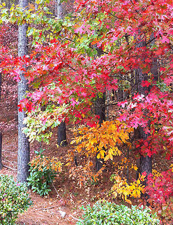Red Maple....autumn is here  Acer rubrum,Geotagged,Red Maple,United States