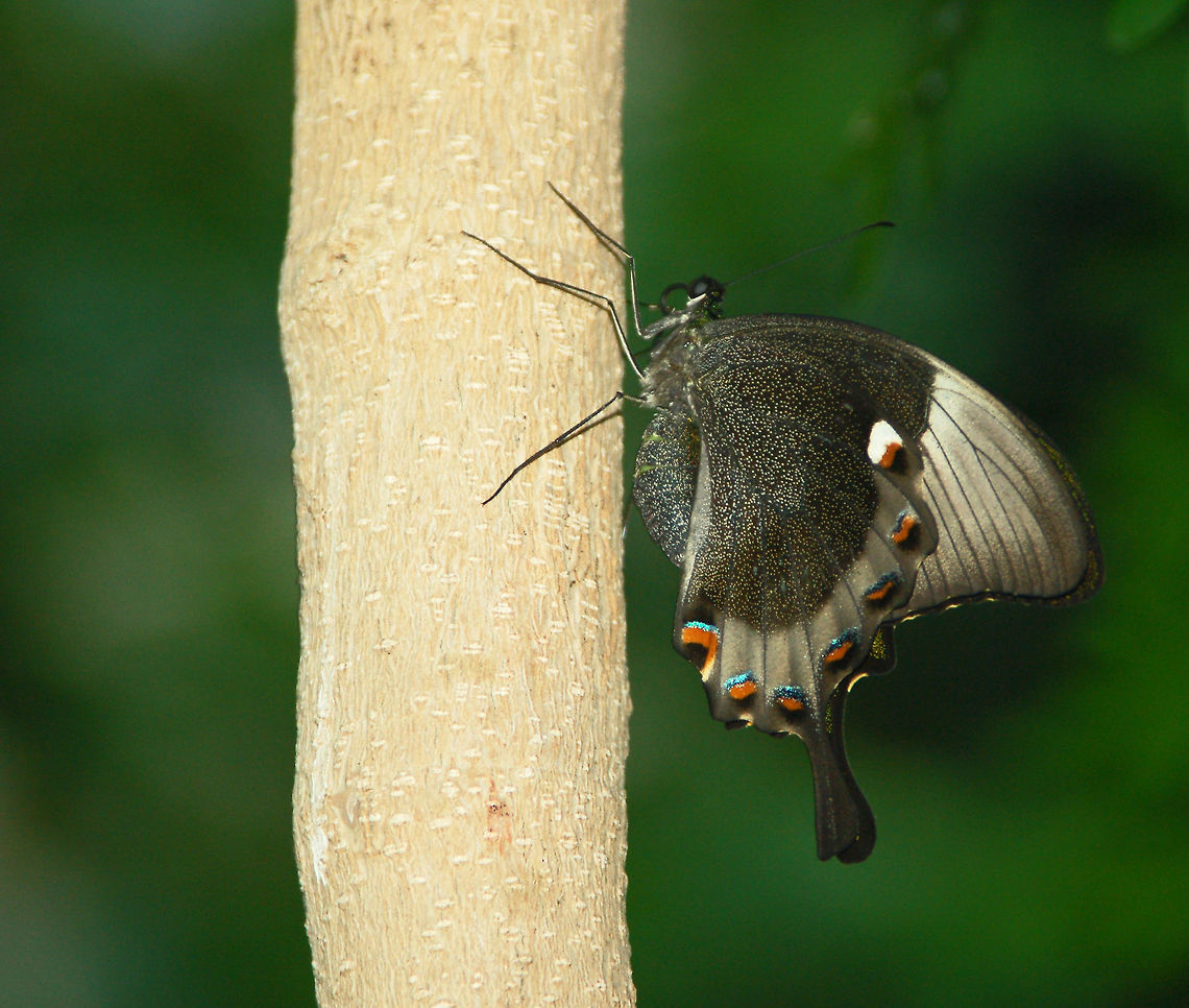 Emerald Swallowtail A green flash is all one mostly sees of this swift-flying swallowtail. Up close, this butterfly is peppered with green scales either side of the main bands. It belongs to a large group of Asian swallowtails that all have green or blue iridescence. The adult butterfly rarely last longer than a week. This species emerges from its pupa with bronze-colored wings which after about 15 minutes of emerging change to the luminous green of the mature imago.<br />
<a href="http://en.wikipedia.org/wiki/Papilio_palinurus#mediaviewer/File:Emerald_Swallowtail.jpg" rel="nofollow">http://en.wikipedia.org/wiki/Papilio_palinurus#mediaviewer/File:Emerald_Swallowtail.jpg</a><br />
<br />
You have to love our butterfly friends who only add benefits to our planet: take 5 minutes out of your day for this video taken where this photograph was taken. Thank you Enya for the music.<br />
<section class="video"><iframe width="448" height="282" src="https://www.youtube-nocookie.com/embed/lz53ep1NA1w?hd=1&autoplay=0&rel=0" frameborder="0" allowfullscreen></iframe></section> Emerald Peacock,Geotagged,Green-banded Peacock,Papilio palinurus,United States,emerald swallowtail