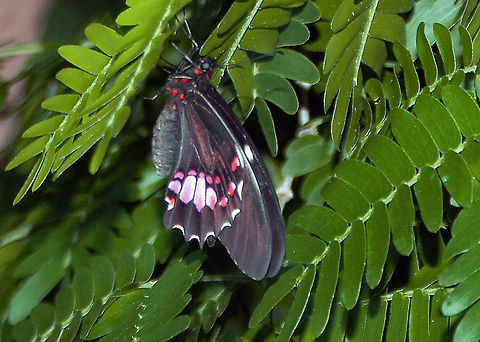 Ruby-spotted Swallowtail It is found from southern Texas south to Argentina. A rare stray can be found up to Kansas, south-eastern Arizona, and western Texas in the USA. Geotagged,Papilio anchisiades,Ruby-spotted Swallowtail,United States