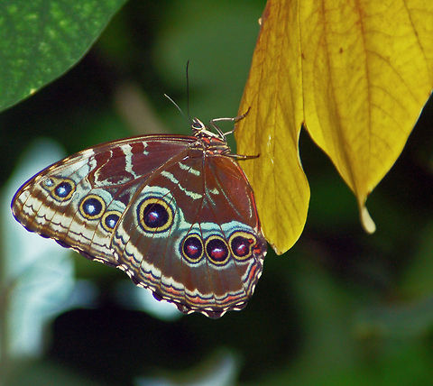 Blue Morpho The blue morpho is among the largest butterflies in the world, with wings spanning from five to eight inches. 

Their vivid, iridescent blue coloring is a result of the microscopic scales on the backs of their wings, which reflect light. The underside of the morpho’s wings, on the other hand, is a dull brown color with many eyespots, providing camouflage against predators such as birds and insects when its wings are closed. 

When the blue morpho flies, the contrasting bright blue and dull brown colors flash, making it look like the morpho is appearing and disappearing. 

http://www.youtube.com/watch?v=InKI9Nc1hpQ Geotagged,Morpho peleides,Peleides Blue Morpho butterfly,The Emperor butterfly,United States
