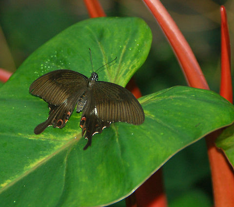 Red Helen Papilio helenus (Red Helen) exhibits several color morphs as does Papilio deiphobus, Papilio lowii, and Papilio memnon and they all look similar.  The manager at the butterfly center where this was taken said the this would most likely be the correct species identification. Geotagged,Papilio helenus,Red Helen,United States