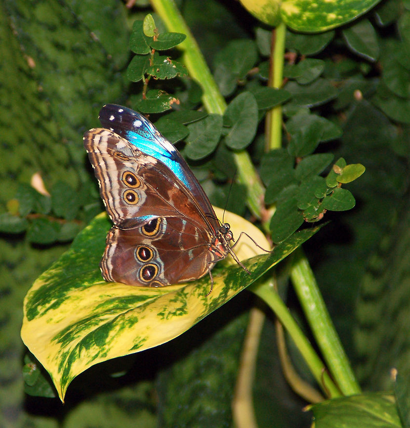 Peleides Blue Morpho The blue on the open wings is absolutely iridescent. Most commonly morphos are seen in clearings and along streams where their bright blue wings are most visible. Pilots flying over rainforests have apparently even encountered large groups of blue morphos above the treetops, warming themselves in the sun. The iridescent blue is just partially visible in tis picture.<br />
<br />
Blue morphos live in the tropical forests of Latin America from Mexico to Colombia. Adults spend most of their time on the forest floor and in the lower shrubs and trees of the understory with their wings folded. However, when looking for mates, the blue morpho will fly through all layers of the forest. <br />
<br />
<section class="video"><iframe width="448" height="282" src="https://www.youtube-nocookie.com/embed/InKI9Nc1hpQ?hd=1&autoplay=0&rel=0" frameborder="0" allowfullscreen></iframe></section> Geotagged,Morpho peleides,Peleides Blue Morpho,The Emperor butterfly,United States