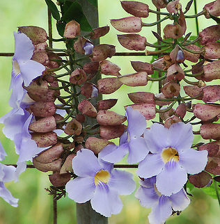 Trumpet Vine  Costa Rica,Geotagged,Thunbergia grandiflora,Trumpet vine,thunbergia grandiflora