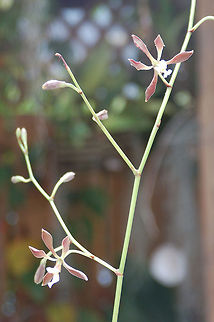 Cattleya in my Orchid Garden  Florida,Geotagged,United States,orchid