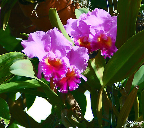 Purple Cattleya in my Orchids Garden  Florida,Geotagged,United States,cattleya,orchid
