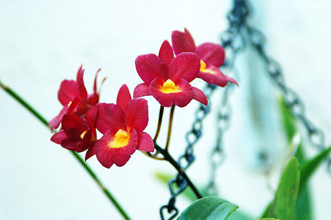 Dendrobium in My Orchid Garden  Florida,Geotagged,United States,dendrobium,orchid