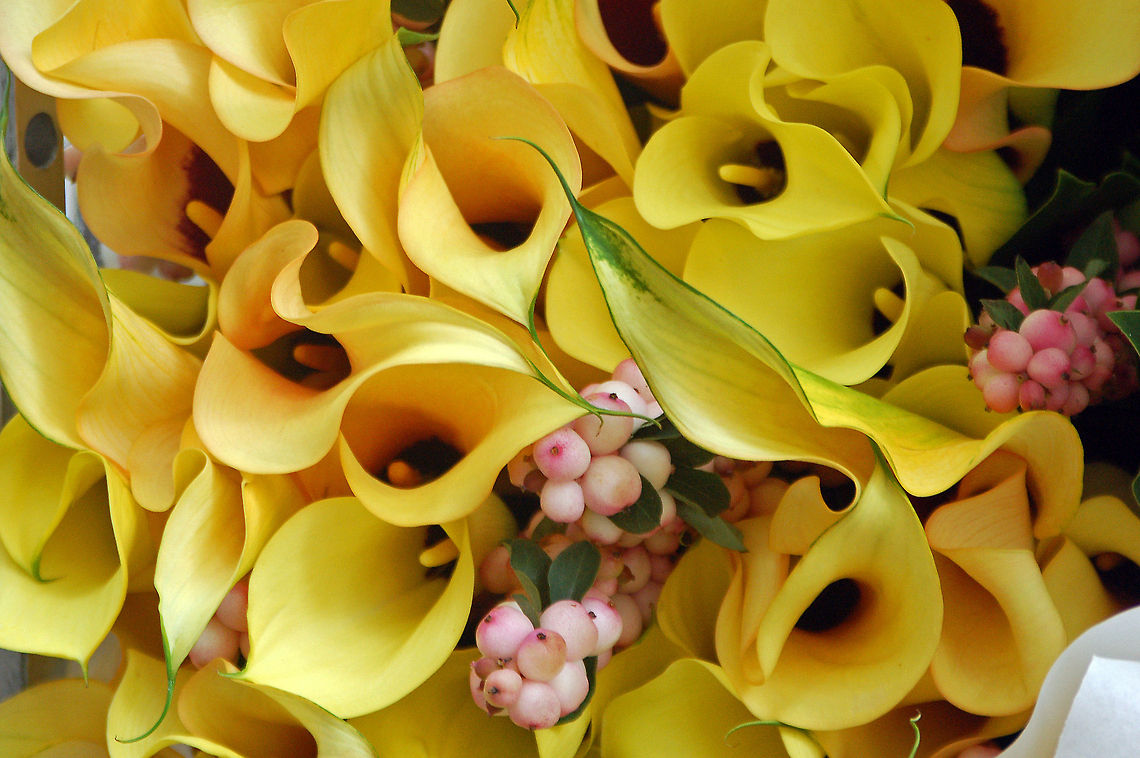 Lilygirl's Arums Native to Southern Africa the genus has been introduced on all continents except Antarctica. Geotagged,Golden Arum Lily,The Netherlands,Zantedeschia elliottiana