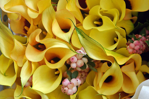 Lilygirl's Arums Native to Southern Africa the genus has been introduced on all continents except Antarctica. Geotagged,Golden Arum Lily,The Netherlands,Zantedeschia elliottiana