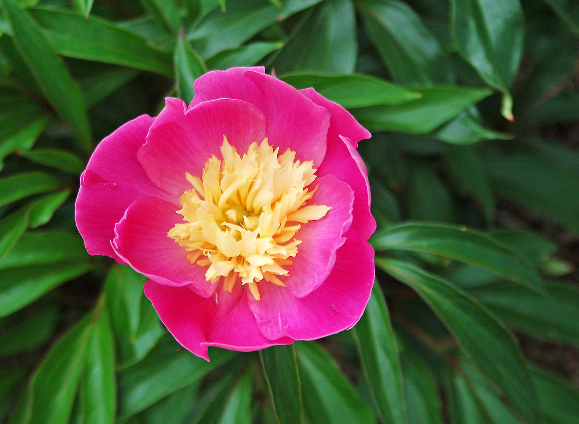 Peony - Japanese form The peony is named after Paeon (also spelled Paean), a student of Asclepius, the Greek god of medicine and healing. Asclepius became jealous of his pupil; Zeus saved Paeon from the wrath of Asclepius by turning him into the peony flower.<br />
<br />
Peony blooms range from simple blossoms, with only a few petals, to complex clusters with petals packed in multiple layers. Peony flower shapes are usually assigned to one of four major groups: single, semi-double, Japanese, and double (which is probably the most popular peony flower shape). Geotagged,Japanese form,United States,peony,petaloid stamen