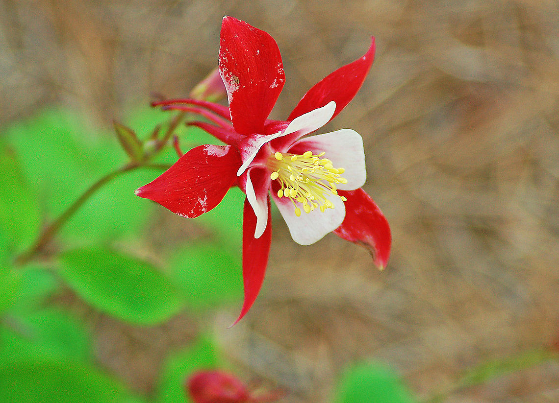 Red Eastern Columbine -  Aquelegia hybrid Aquilegia &#039;Swan Series&#039; is a superior strain of Aquilegia. They have been selectively bred for larger, more prolific flowers on strong plants with compact foliage.<br />
<br />
Native American tribes used various parts red columbine in herbal remedies. Aquelegia hybrid,Geotagged,Red Eastern Columbine,United States