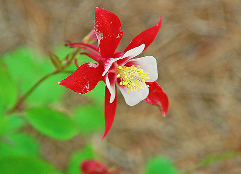 Red Eastern Columbine -  Aquelegia hybrid Aquilegia 'Swan Series' is a superior strain of Aquilegia. They have been selectively bred for larger, more prolific flowers on strong plants with compact foliage.

Native American tribes used various parts red columbine in herbal remedies. Aquelegia hybrid,Geotagged,Red Eastern Columbine,United States