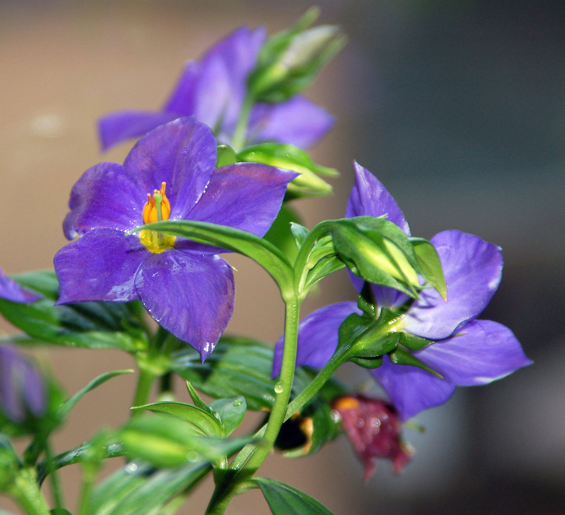 Violet I need help with this beauty. Florida,Geotagged,United States