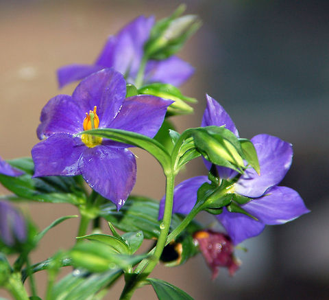 Violet I need help with this beauty. Florida,Geotagged,United States