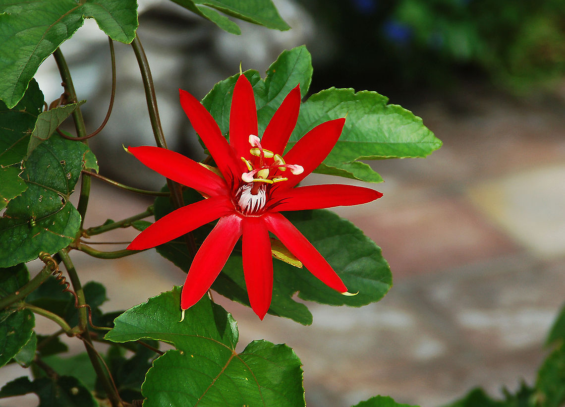 Passion flower &quot;The &quot;Passion&quot; in &quot;passion flower&quot; refers to the passion of Jesus in Christian theology. In the 15th and 16th centuries, Spanish Christian missionaries adopted the unique physical structures of this plant, particularly the numbers of its various flower parts, as symbols of the last days of Jesus and especially his crucifixion:[citation needed]&quot;.<br />
<br />
The pointed tips of the leaves were taken to represent the Holy Lance.<br />
The tendrils represent the whips used in the flagellation of Christ.<br />
The ten petals and sepals represent the ten faithful apostles (excluding St. Peter the denier and Judas Iscariot the betrayer).<br />
The flower&#039;s radial filaments, which can number more than a hundred and vary from flower to flower, represent the crown of thorns.<br />
The chalice-shaped ovary with its receptacle represents a hammer or the Holy Grail.<br />
The 3 stigmas represent the 3 nails and the 5 anthers below them the 5 wounds (four by the nails and one by the lance). Geotagged,Passiflora coccinea,United States