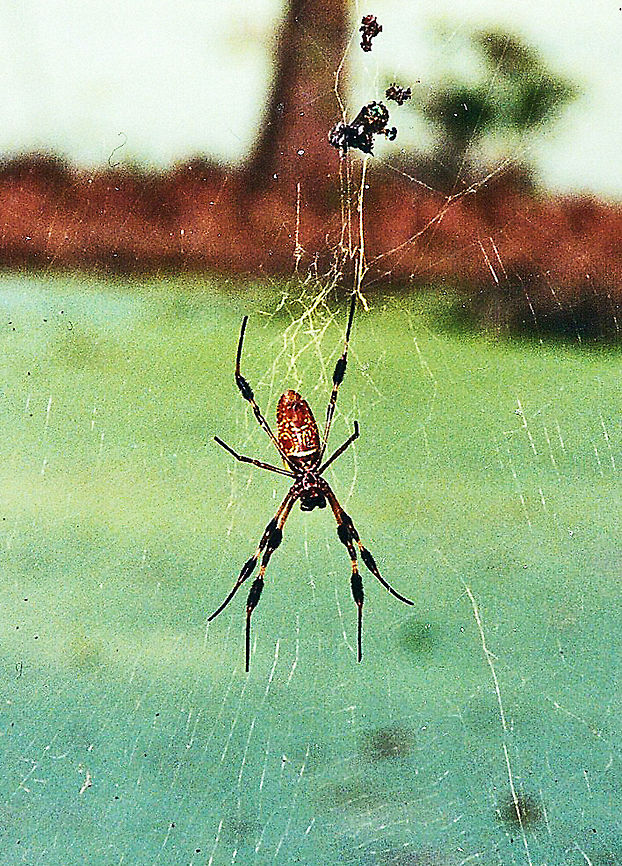Giant Banana Spider In the U.S southeastern states, the golden silk orb weaver spider, a large orange and brown spider with the feathery tufts on its legs, is well know to most native southerners. It is particularly despised by hikers and hunters, as during late summer and fall the large golden webs of this species make a sticky trap for the unwary. <br />
<br />
During late summer, the ladies of this native spider grow bodies up to 2 inches long, not counting their legs, and weave webs as wide as 15 feet.<br />
<br />
However, as is typical with most spiders, there is little real danger from an encounter with the golden silk spider. The spider will bite only if held or pinched, and the bite itself will produce only localized pain with a slight redness, which quickly goes away. On the whole, the bite is much less severe than a bee string. <br />
<br />
Typically, the webs are made in open woods or edges of dense forest, usually attached to trees and low shrubs, although they may be in the tops of trees or between the wires of utility lines. <br />
<br />
Prey consists of a wide variety of small to medium-sized flying insects, including flies, bees, wasps, and small moths and butterflies. They have also been seen feeding on small beetles and dragonflies. Charleston,Geotagged,Magnolia Plantation and Gardens,Nephila clavipes,United States,banana spider,golden silk orb weaver