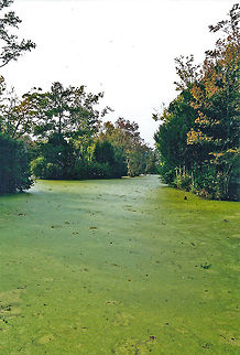 Duckweed Duckweeds (botanically, are extremely small (if not the smallest) flowering plants.  These plants grow floating in still or slow-moving fresh water around the globe, except in the coldest regions.  The growth of these high-protein plants can be extremely rapid.  Lemna is one of the best known of this group and has been the subject of much research.  Charleston,Geotagged,Magnolia Plantation and Gardens,United States