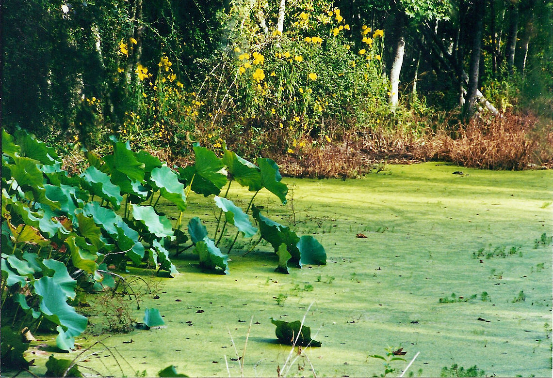 Audubon Swamp Garden Charleston South Carolina The Audubon Swamp Garden at the Magnolia Plantation, is a unique world where trees grow from the water, islands float, and everywhere wild creatures go about their secret lives.<br />
<br />
It boasts a diversity of living things almost unequaled anywhere else in America. Thousands of plant and animal species coexist amongst the cypress and tupelo gum trees, surrounded by blackwater. Each year, hundreds of egrets, herons, and other waterfowl nest within feet of the walking path. <br />
<br />
You cannot walk on this area because it is swamp covered by duckweed, but there are footpaths and bridges to get around.<br />
<figure class="photo"><a href="https://www.jungledragon.com/image/23500/duckweed.html" title="Duckweed"><img src="https://s3.amazonaws.com/media.jungledragon.com/images/1780/23500_thumb.jpg?AWSAccessKeyId=05GMT0V3GWVNE7GGM1R2&Expires=1767225610&Signature=siMF9000bCaUdElsaOaRD0DQxmM%3D" width="104" height="152" alt="Duckweed Duckweeds (botanically, are extremely small (if not the smallest) flowering plants.  These plants grow floating in still or slow-moving fresh water around the globe, except in the coldest regions.  The growth of these high-protein plants can be extremely rapid.  Lemna is one of the best known of this group and has been the subject of much research.  Charleston,Geotagged,Magnolia Plantation and Gardens,United States" /></a></figure> <figure class="photo"><a href="https://www.jungledragon.com/image/23502/audubon_swamp_garden.html" title="Audubon Swamp Garden"><img src="https://s3.amazonaws.com/media.jungledragon.com/images/1780/23502_thumb.jpg?AWSAccessKeyId=05GMT0V3GWVNE7GGM1R2&Expires=1767225610&Signature=fvNFPOqu5xijuHjkwobjDWBdGRs%3D" width="200" height="134" alt="Audubon Swamp Garden  Charleston,Geotagged,Magnolia Plantation and Gardens,United States" /></a></figure> <figure class="photo"><a href="https://www.jungledragon.com/image/23494/giant_banana_spider.html" title="Giant Banana Spider"><img src="https://s3.amazonaws.com/media.jungledragon.com/images/1780/23494_thumb.jpg?AWSAccessKeyId=05GMT0V3GWVNE7GGM1R2&Expires=1767225610&Signature=2XIgb4lJULEZv23n%2FobCwdojv4c%3D" width="110" height="152" alt="Giant Banana Spider In the U.S southeastern states, the golden silk orb weaver spider, a large orange and brown spider with the feathery tufts on its legs, is well know to most native southerners. It is particularly despised by hikers and hunters, as during late summer and fall the large golden webs of this species make a sticky trap for the unwary. <br />
<br />
During late summer, the ladies of this native spider grow bodies up to 2 inches long, not counting their legs, and weave webs as wide as 15 feet.<br />
<br />
However, as is typical with most spiders, there is little real danger from an encounter with the golden silk spider. The spider will bite only if held or pinched, and the bite itself will produce only localized pain with a slight redness, which quickly goes away. On the whole, the bite is much less severe than a bee string. <br />
<br />
Typically, the webs are made in open woods or edges of dense forest, usually attached to trees and low shrubs, although they may be in the tops of trees or between the wires of utility lines. <br />
<br />
Prey consists of a wide variety of small to medium-sized flying insects, including flies, bees, wasps, and small moths and butterflies. They have also been seen feeding on small beetles and dragonflies. Charleston,Geotagged,Magnolia Plantation and Gardens,Nephila clavipes,United States,banana spider,golden silk orb weaver" /></a></figure><br />
<figure class="photo"><a href="https://www.jungledragon.com/image/23519/camellia.html" title="Camellia"><img src="https://s3.amazonaws.com/media.jungledragon.com/images/1780/23519_thumb.jpg?AWSAccessKeyId=05GMT0V3GWVNE7GGM1R2&Expires=1767225610&Signature=U3UvpC80GWxN6spVYZ9%2FvQ8iQHY%3D" width="200" height="146" alt="Camellia Ancient Camellias (pre-1900) are a specialty at Magnolia Plantation and Gardens. Not only did Magnolia introduce over 150 cultivars of Japonica to America from the 1840&#039;s to 1940&#039;s, but it has organized and implemented a world-wide search for Ancient Camellias which are in threat of extinction.<br />
<br />
At Magnolia Plantation there are over 1,000 cultivars of Japonica, more than any garden in America.  Camellia,Camellia japonica,Charleston,Geotagged,Japanese Camellia,Magnolia Plantation and Gardens,United States" /></a></figure><br />
 Charleston,Geotagged,Magnolia Plantation and Gardens,United States