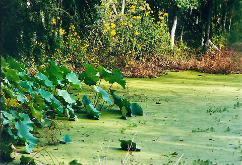 Audubon Swamp Garden Charleston South Carolina The Audubon Swamp Garden at the Magnolia Plantation, is a unique world where trees grow from the water, islands float, and everywhere wild creatures go about their secret lives.

It boasts a diversity of living things almost unequaled anywhere else in America. Thousands of plant and animal species coexist amongst the cypress and tupelo gum trees, surrounded by blackwater. Each year, hundreds of egrets, herons, and other waterfowl nest within feet of the walking path. 

You cannot walk on this area because it is swamp covered by duckweed, but there are footpaths and bridges to get around.
http://www.jungledragon.com/image/23500/duckweed.html http://www.jungledragon.com/image/23502/audubon_swamp_garden.html http://www.jungledragon.com/image/23494/giant_banana_spider.html
http://www.jungledragon.com/image/23519/camellia.html
 Charleston,Geotagged,Magnolia Plantation and Gardens,United States
