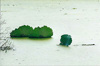 Audubon Swamp Garden Charleston,Geotagged,Magnolia Plantation and Gardens,United States