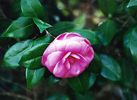 Camellia Ancient Camellias (pre-1900) are a specialty at Magnolia Plantation and Gardens. Not only did Magnolia introduce over 150 cultivars of Japonica to America from the 1840's to 1940's, but it has organized and implemented a world-wide search for Ancient Camellias which are in threat of extinction.<br />
<br />
At Magnolia Plantation there are over 1,000 cultivars of Japonica, more than any garden in America. Camellia,Camellia japonica,Charleston,Geotagged,Japanese Camellia,Magnolia Plantation and Gardens,United States