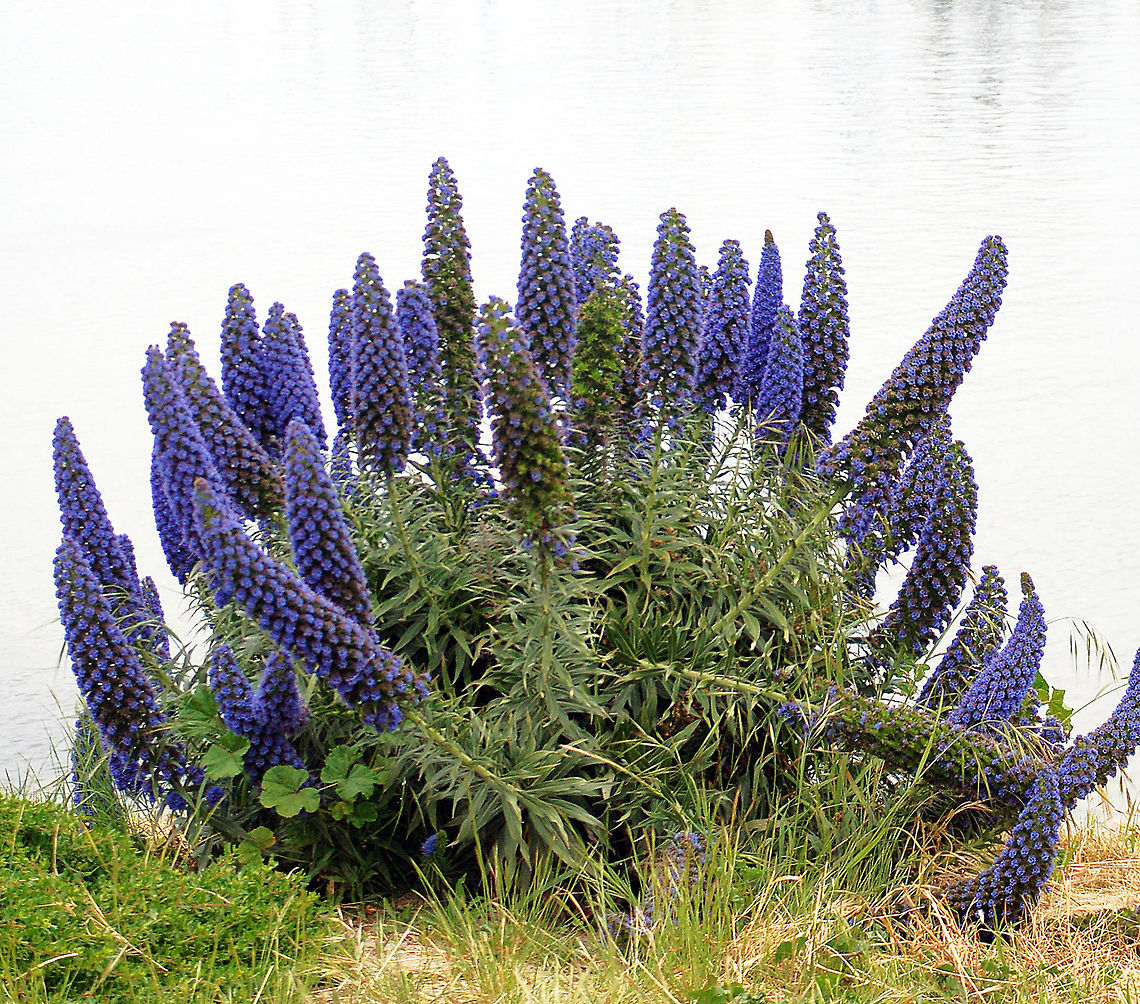 Pride of Madeira Natives of Madeira and the Canary Islands, it is particularly suitable for coastal planting, and is a popular ornamental in coastal California.  <br />
<br />
Unfortunately In California, it is also an invasive species. It is removed from native plant communities as part of habitat restoration efforts in coastal parks such as the Golden Gate National Recreation Area.<br />
<br />
In the state of Victoria, Australia, it is considered to be a high weed risk and an alert has been posted by the Department of Primary Industries. Echium candicans,Geotagged,Pride of Madeira,United States