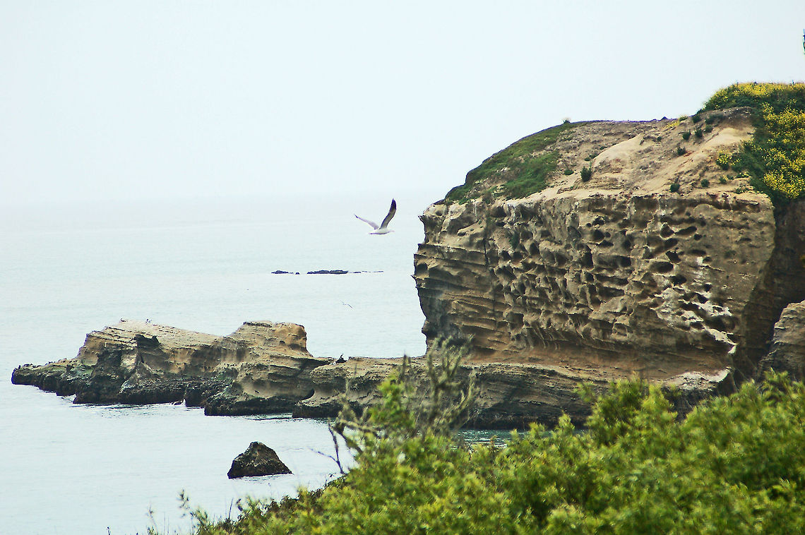 Ano Nuevo Point, California  The surf-resistant rock that forms A&ntilde;o Nuevo Point is known as the Monterey Formation. It started out as sedimentary clay and silt laid down beneath the sea some 12 or 13 million years ago. Since then it has been gradually transformed by time, temperature, pressure and the addition of silica from the skeletal remains of one-celled sea creatures, until today it is a thinly layered, light-gray to whitish mudstone. It underlies much of the reserve and is fairly common throughout the Coast Range.<br />
<br />
A&ntilde;o Nuevo State Park&rsquo;s  Natural Preserve offers an extraordinary wilderness experience, where every year up to 10,000 elephant seals return to breed, give birth, and molt their skin amongst the scenic dunes and beaches. <br />
<br />
It is also a major bird migratory route and fantastic birding location. Bird life at A&ntilde;o Nuevo is extraordinarily varied and interesting in every season. Geotagged,United States