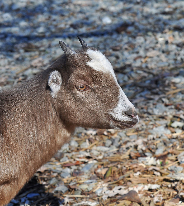 American LaMancha goat Lamancha goats are perhaps the most distinctive goat breed, easily recognizable by their very short ear pinnae. They are also known for their high milk production, and the comparatively high butterfat content in their milk. <br />
<br />
The short-eared American Lamanchas first gained recognition as a distinct breed in the early 1950s, and the breed was registered formally on January 27, 1958 as "Lamancha" or "American Lamancha" goats. American Lamancha goat,Capra aegagrus hircus,Domestic Goat,Georgia,Geotagged,United States