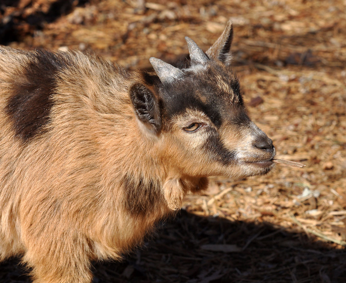 Nigerian dwarf goat The Nigerian Dwarf goat is a miniature dairy goat breed of West African ancestry. Originally brought to the United States on ships as food for large cats such as lions, the survivors originally lived in zoos. <br />
<br />
Nigerian Dwarf goats are popular as pets and family milkers due to their easy maintenance and small stature. However, because of their high butterfat, they are also used by some dairies to make cheese Capra aegagrus hircus,Domestic Goat,Geotagged,United States