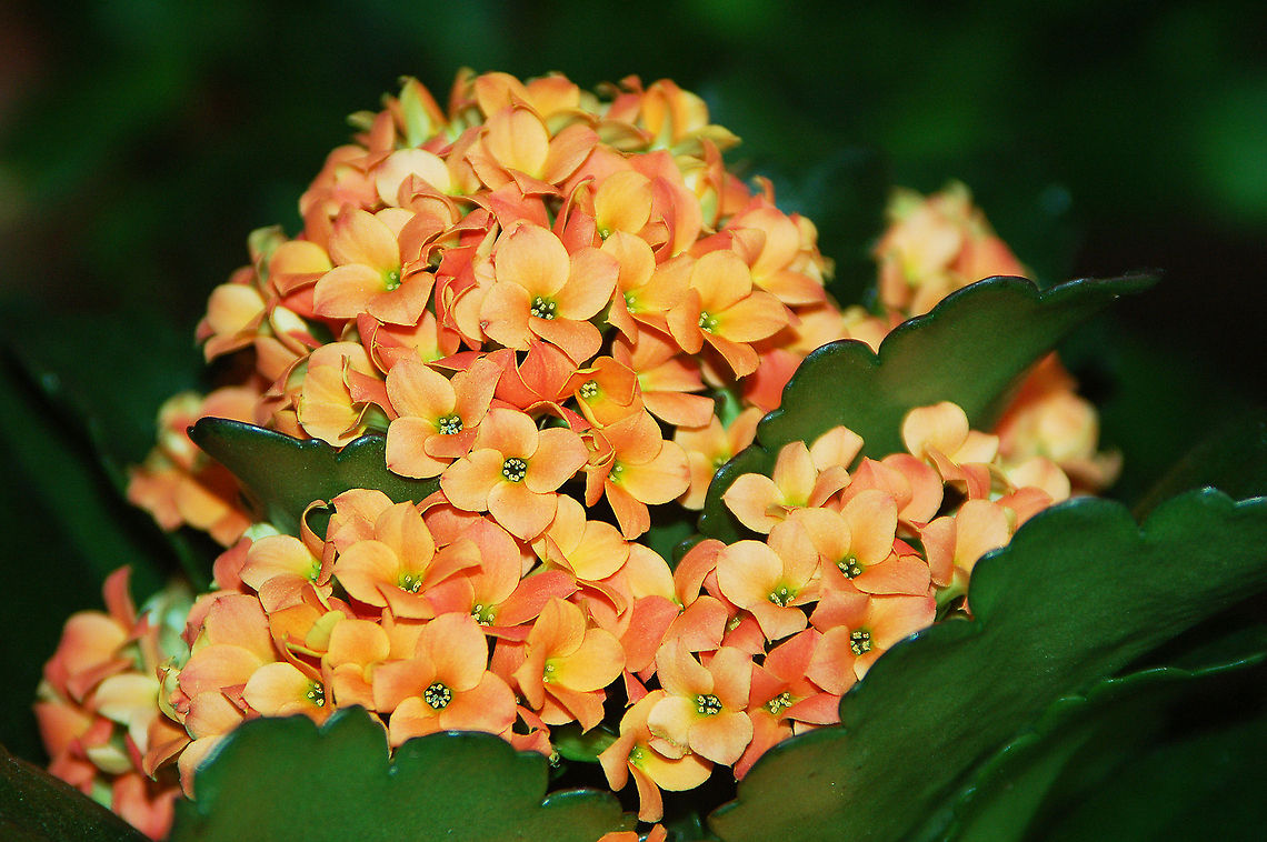 Kalanchoe blossfeldiana This wonderful little (Madagascar native) plant is a colorful addition to our home that does so well in the winter months. <br />
<br />
These plants are cultivated as ornamental houseplants and rock or succulent garden plants. They are popular because of their ease of propagation, low water requirements, and wide variety of flower colors. Georgia,Geotagged,Kalanchoe blossfeldiana,United States