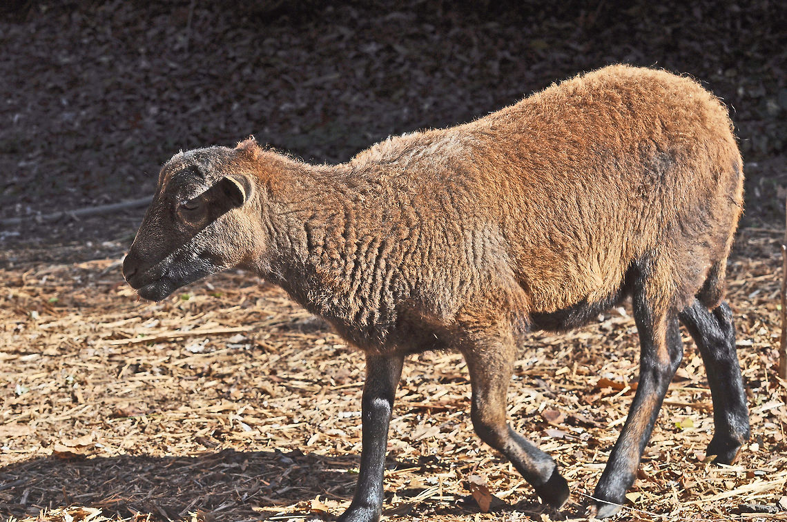 Barbados blackbelly sheep A breed of domestic sheep that was developed in the Caribbean. Although it is likely the Barbados Blackbelly has African ancestry, there seems to be clear evidence that the breed, as seen today, was developed by the people on the island from sheep brought by ships fairly early in the period after Europeans first arrived. <br />
<br />
They are &quot;hair sheep,&quot; which means they do not grow wool but have coarse hair instead. If raised in cooler climates, they often develop a wool undercoat that they shed in the spring.<br />
<br />
Purebred Barbados Blackbelly and ewes are polled (hornless).<br />
<br />
This breed is raised primarily for meat. Barbados Blackbelly sheep will breed all year round unlike most domestic sheep. Because they are smaller and slower growing than most wooled sheep, they are not a good choice for commercial production. However, there is a strong market for their lean and mild-flavored meat. Domestic sheep,Geotagged,Ovis aries,United States,barbados blackbelly sheep