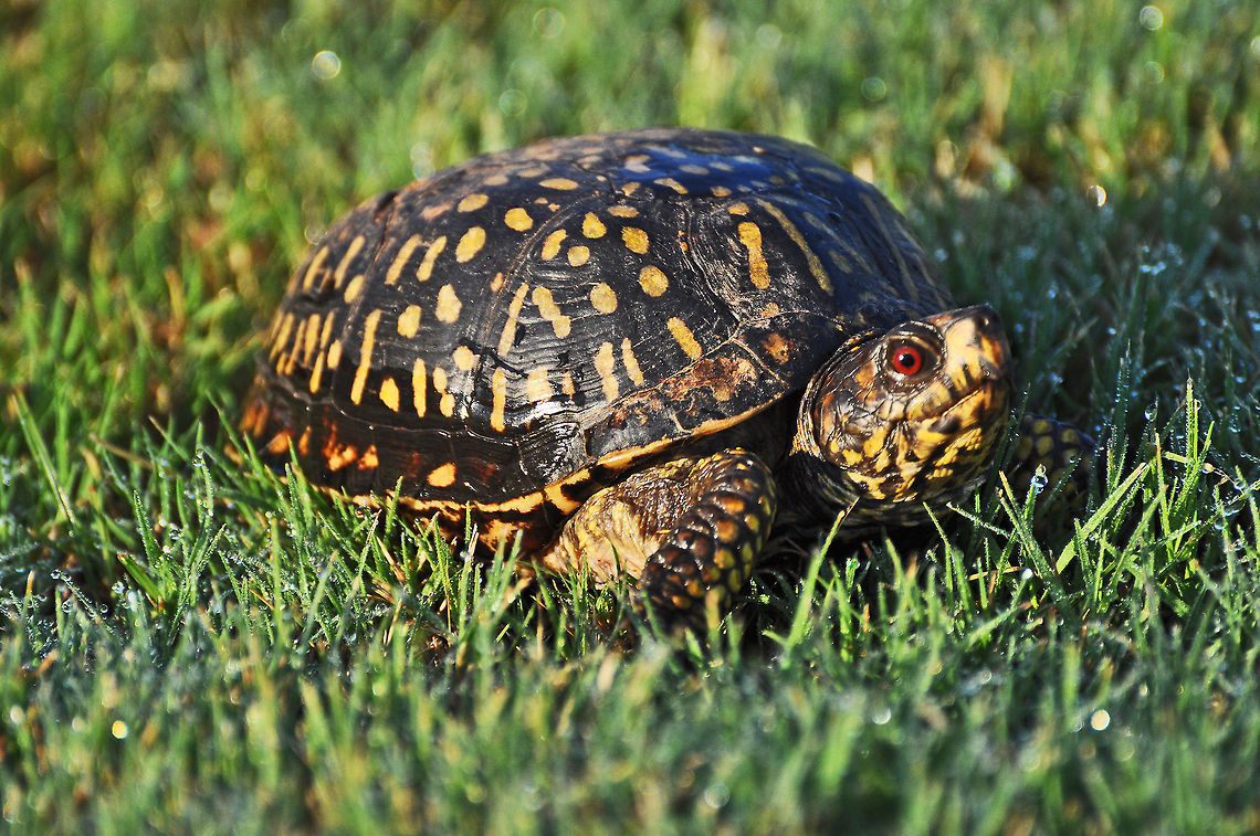 Eastern Box Turtle The common box turtle (Terrapene carolina) is a species of box turtle with six existing subspecies. It is found throughout the eastern United States and Mexico. The box turtle has a distinctive hinged lowered shell (the box) that allows it to completely enclose itself.<br />
<br />
An interesting fact is that a female may lay fertile eggs for up to FOUR years after ONE successful mating.<br />
<br />
Box turtles may live more than 100 years but unfortunately Common Box Turtle numbers are declining because of habitat loss, roadkill, and capture for the pet trade. The species is classified as Vulnerable to threats to its survival by the IUCN Red List. Extinction or extirpation is possible.  Common box turtle,Geotagged,Terrapene carolina,United States